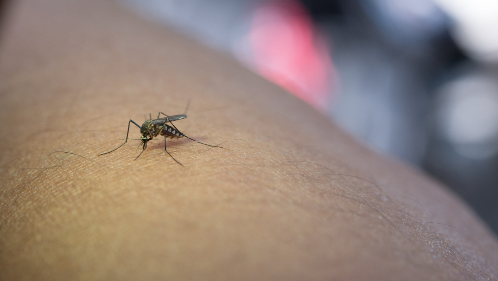 Ús de repel·lents de mosquits