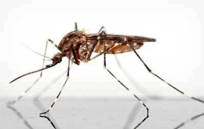 Mosquit tigre i malalties infeccioses. Què cal saber-ne?